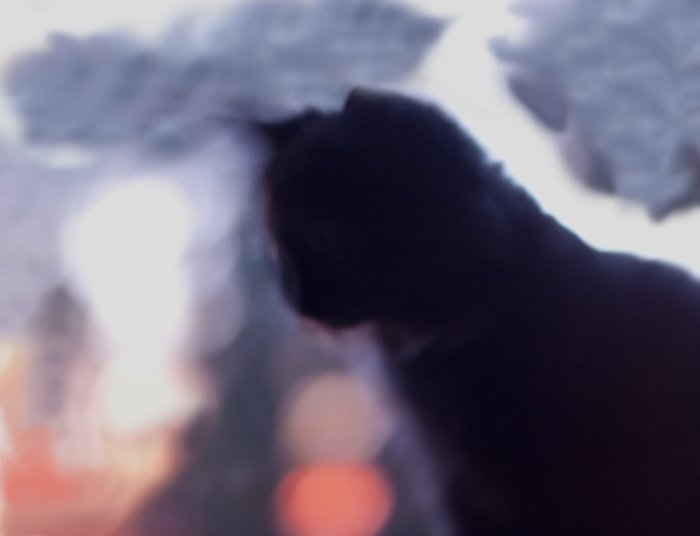 katt.jpg