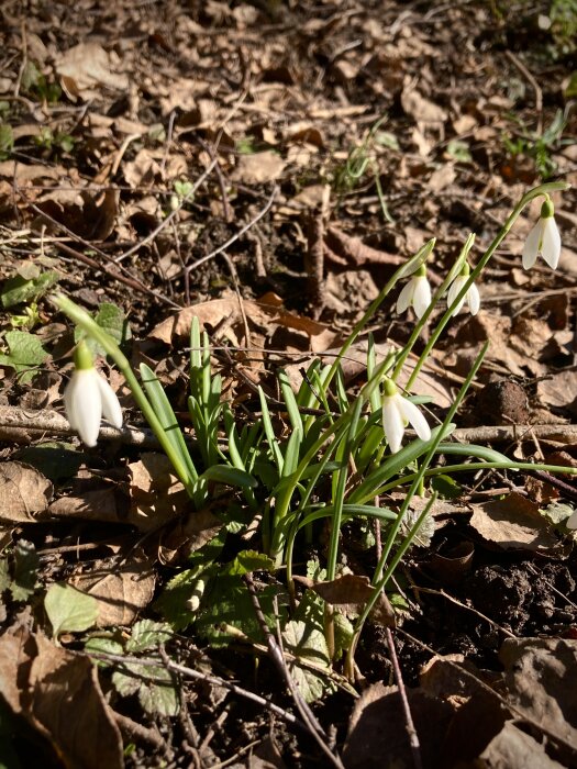 Gles grupp av vårblommor, snödroppar, i skogsmiljö med solljus och torra löv på marken.