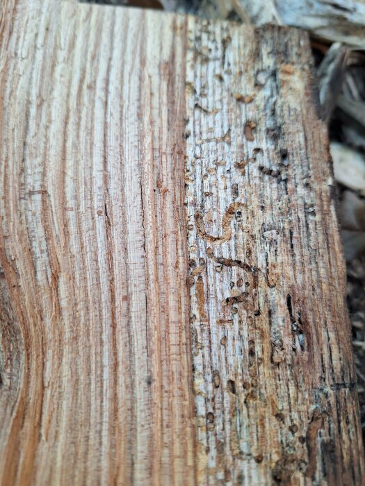 Skuren trädstam, ådring, insektsgångar, närbild, naturlig textur, skogsmaterial, bruntonat, mönster.