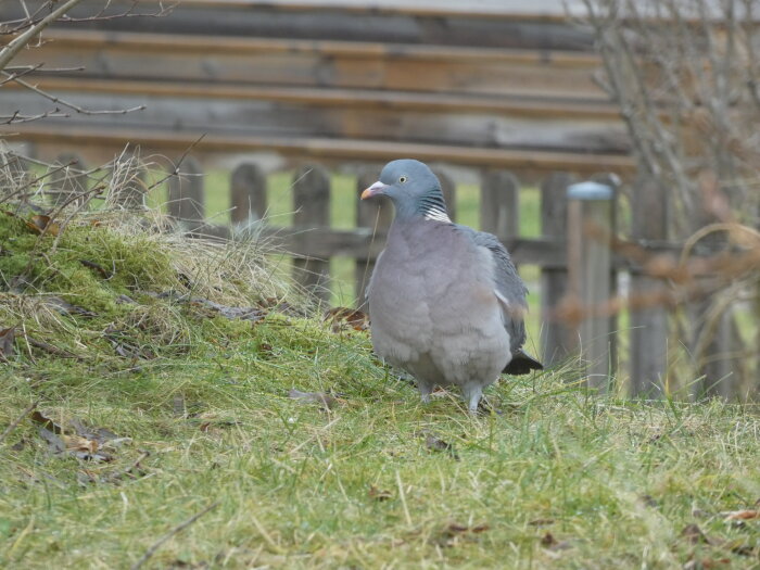 En skogsduva står på en gräsmatta med torra löv i förgrunden och ett trästaket i bakgrunden.