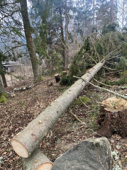 Nyligen fälld gran med stubbe, liggande stam och grenar i skogsmiljö.
