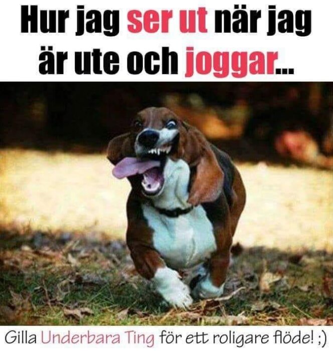 En basset hund springer med tungan ute och texten "Hur jag ser ut när jag är ute och joggar".