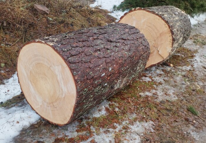 Två tjocka avsågade trädstammar av tall som ligger på snötäckt mark.