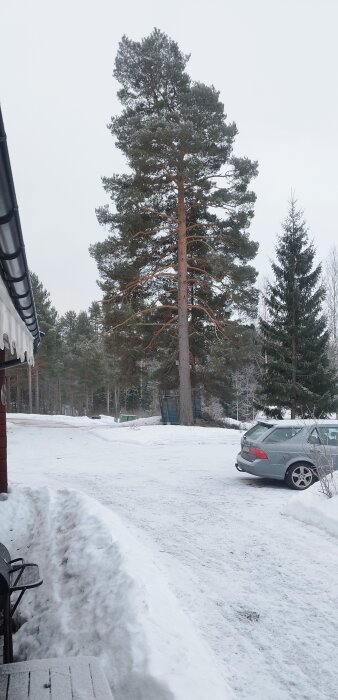 Ståtlig tall på vinternära hus och bil, före fällning till ved.