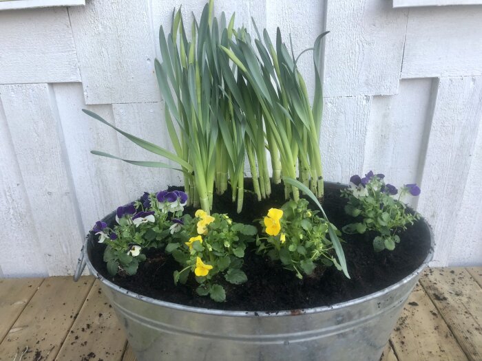 Blommande vårblommor i zinkbalja mot vit trävägg, tecken på vår trots kyligt väder.