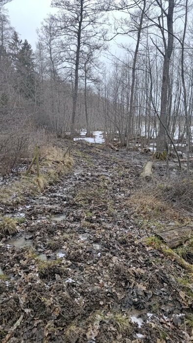 En lerig skogsväg kantad av nakna träd och snörester i ett vinterlandskap.