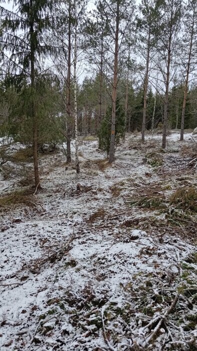 Skogsmark täckt av ett tunt lager snö med tallar och några lövträd.