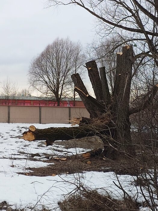 Nedkapade trädgrenar och stockar i ett vinterlandskap med snötäckt mark.