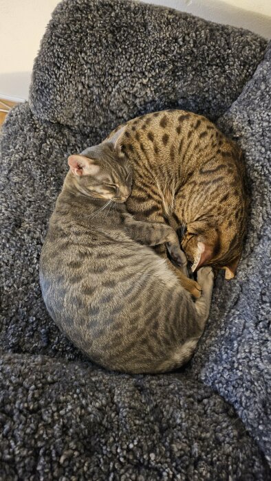 Två katter, Daisy och Betty, ligger tätt ihop och sover på en grå mjuk filt.