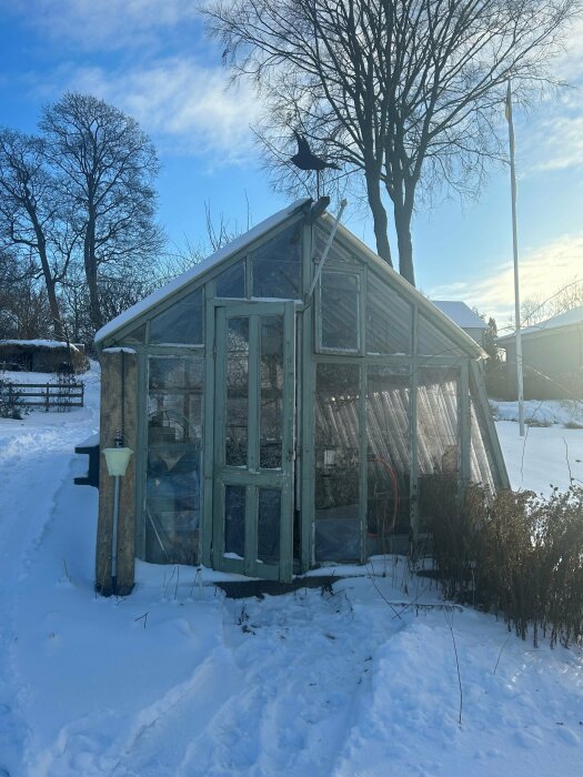 Växthus i snö, träfönster, soligt, vinterdag, barträd i bakgrunden, blå himmel.