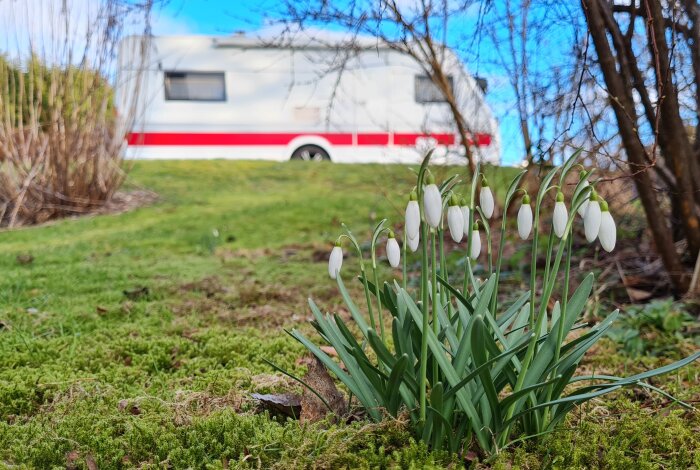 Vårscen med blommande snödroppar i förgrunden och en suddig husvagn i bakgrunden.