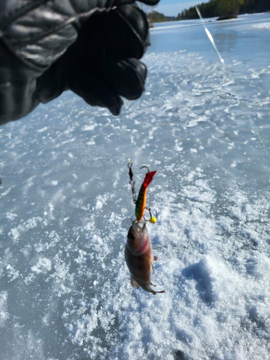 Fisk fångad genom isfiske, hängande på ett drag, över en snöig isyta.