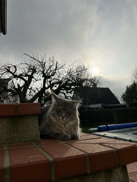 Maine Coon-katt på tegelmur med solen som bryter igenom molnen i bakgrunden.