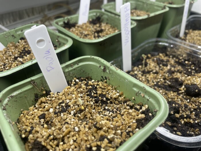 Nysådda tomatplantor som börjat gro i gröna krukor med märketikett.