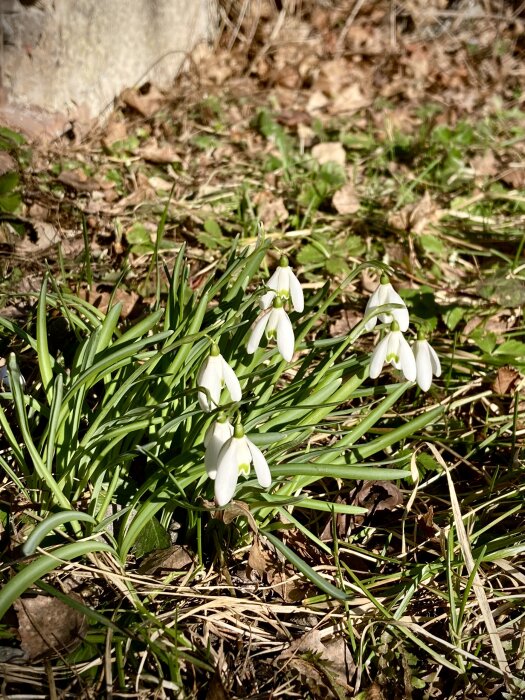 Ljusrosa tulpaner omgivna av gröna blad och ligger på ett lager av fjolårets löv.