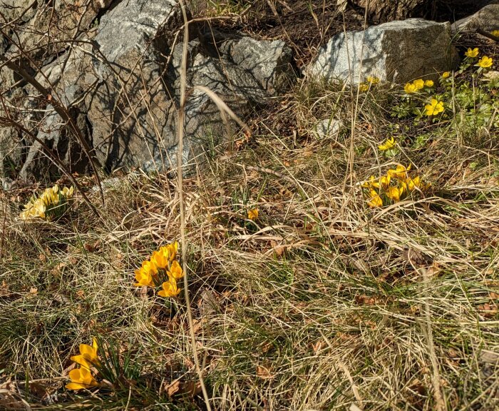 Gula krokusar i blom mot en bakgrund av gräs och stenar i soligt vårväder.