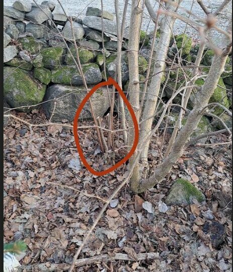 En tunn gren markerad med en cirkel bland andra grenar och löv vid en stenmur.