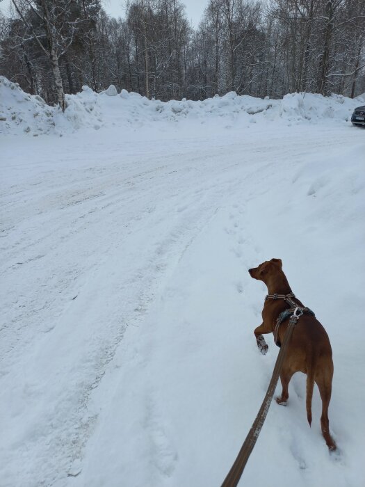 Hund på promenad längs en snötäckt väg med vinterlandskap och parkerad bil i bakgrunden.