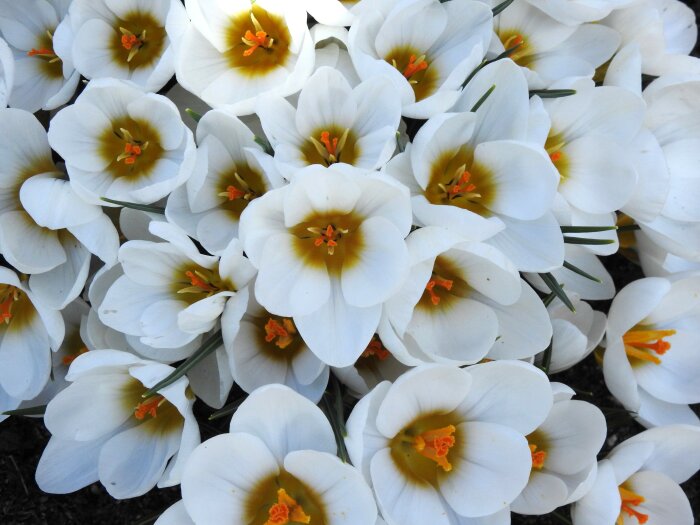 Vit vårkrokus, Crocus vernus albiflorus, med gulorange pistiller i närbild.