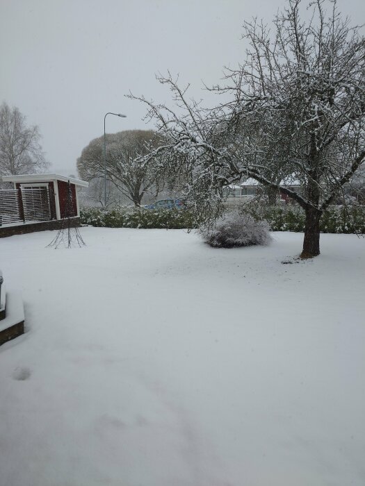 Täckt trädgård och träd med snöfall, bostadshus i bakgrunden.