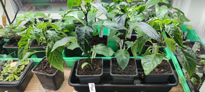 Krukodlade plantor av sorten Ferenc Tender med tecken på trängsel, närbild på blad och stammar.