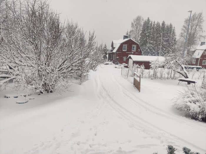 Vinterlandskap med täckt av snö, träd, hus och staket, fotspår kantar en snöig väg.