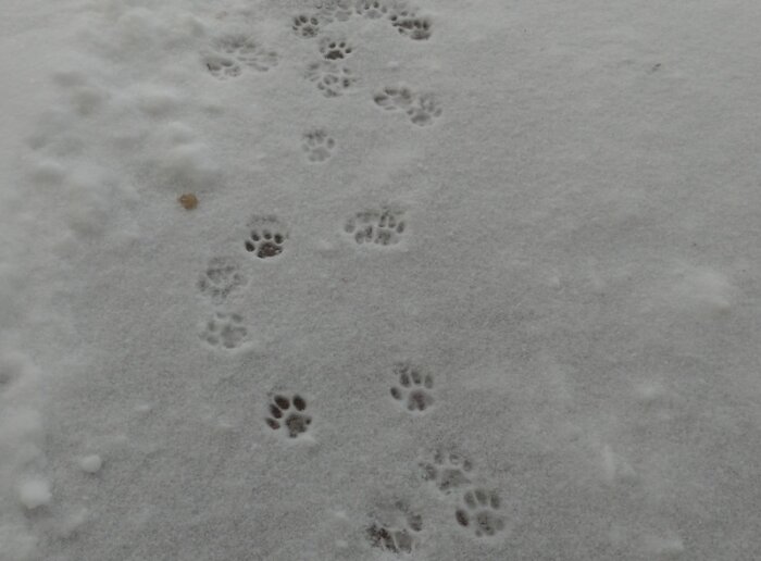 Tassavtryck i snön som bildar ett mönster där djuret verkar ha vänt om.