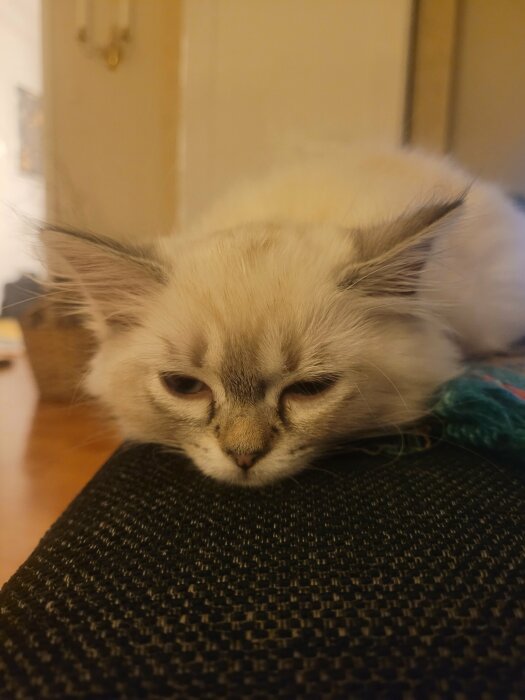 Fluffig vit katt med gråa markeringar som ligger och vilar med slutna ögon.