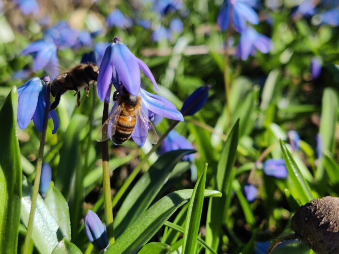 Biflyger nära blå scilla blommor i en solig trädgård.