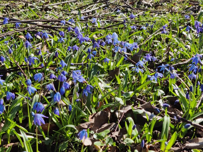 Blå Scilla-blommor i en skogsglänta med löv och kvistar på marken under våren.