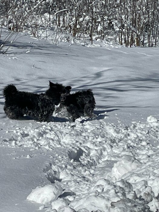 Svart hund leker i snön framför en vinterklädd buskage.