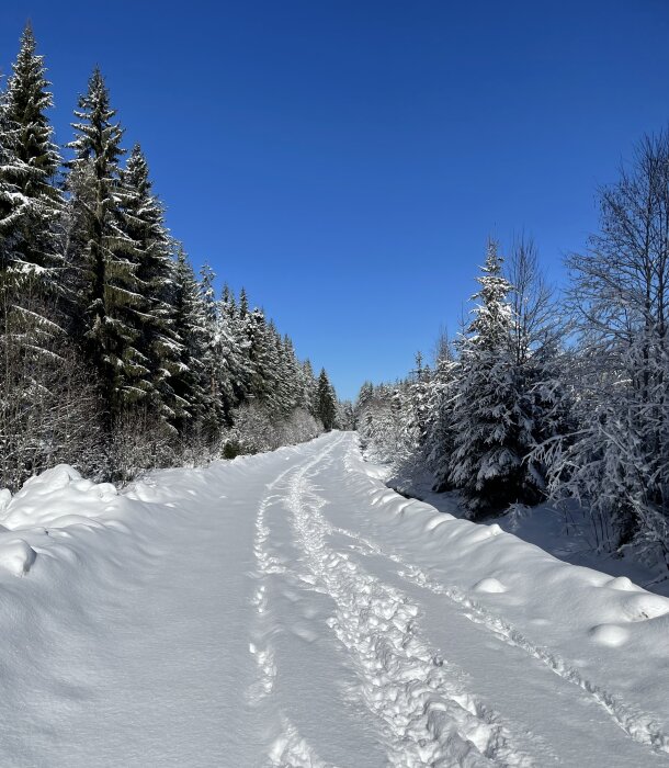 Snötäckt skogsväg med fotspår mellan vintertäckta granar under klarblå himmel.
