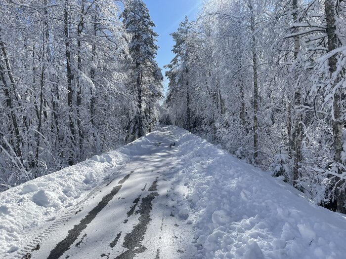 Snötäckt skogsväg med spår av fordon och vintersol genom träd.