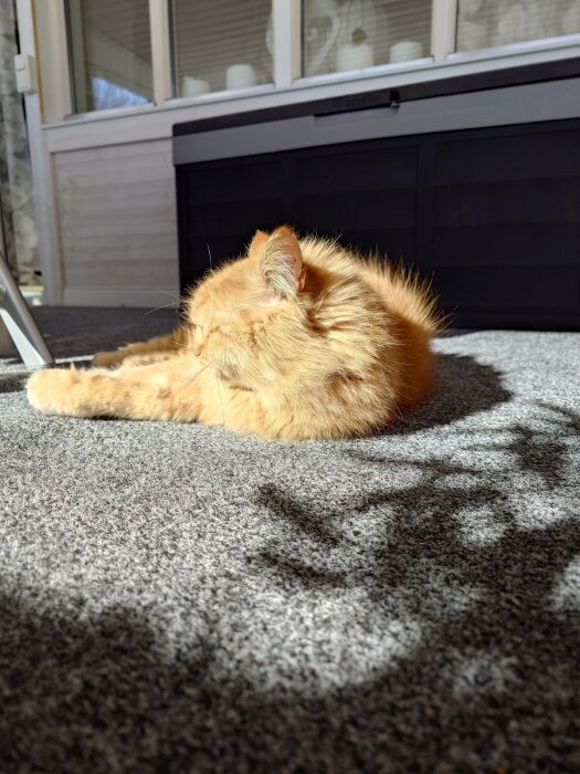 En orange katt ligger i solen på en grå filt inomhus, ser bekväm ut.