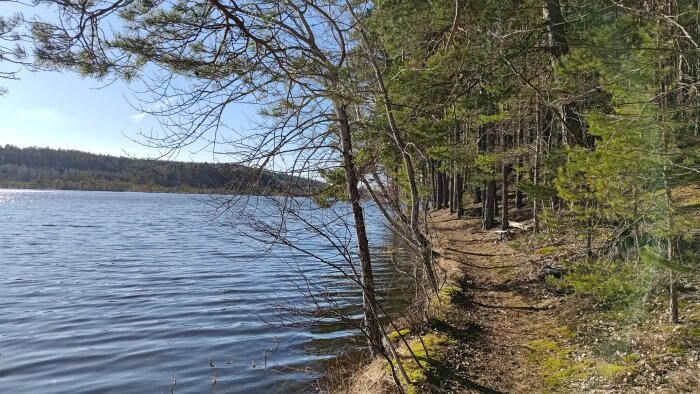 Skogsbryn med tallar och lövträd vid en lugn sjö med solbelyst stig längs vattnet.