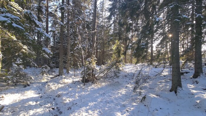 Vinterlandskap i skog med snötäckta träd och solljus som bryter igenom grenarna.