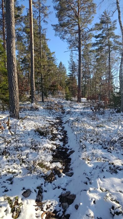 Stig genom en snötäckt skog med tallar och blå himmel.