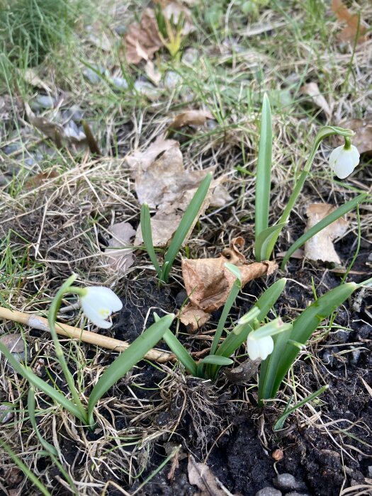 Nyutsprungna snödroppar och en liten slokande iris i en trädgård med löv och torrt gräs.