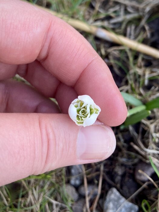 En hand håller en liten upp-och-ner-vänd vit fylld snödroppe, med flera blad och lite grus i bakgrunden.