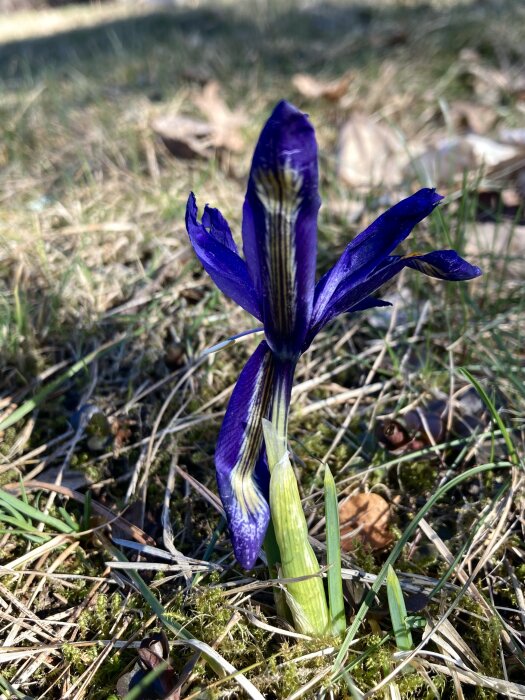 En ensam lila iris med delvis öppna kronblad står upp i ett fält, omgiven av torrt gräs och mossa.