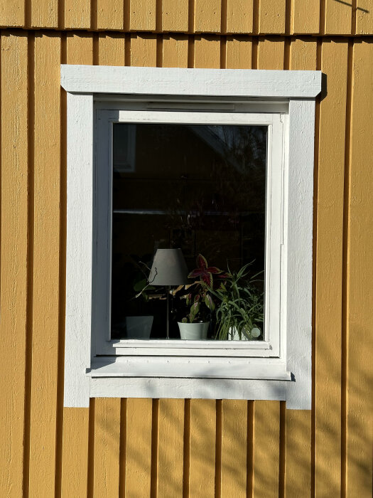 Vitfönstrad husfasad med gult panel utan synligt fönsterfoder runt ett fönster.