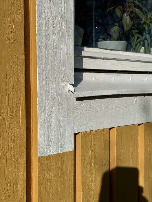 Hörn av ett hus med vitmålat fönsterfoder mot ockragul fasadpanel i solljus.