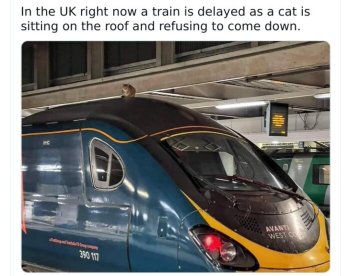 Katt sitter på taket av ett försenat tåg på en järnvägsstation.