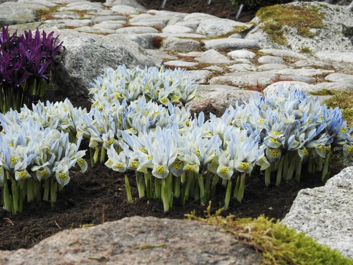 Iris reticulata 'Katharine Hodgkin' och 'Pauline' som blommar bland stenar och mossa i trädgård.