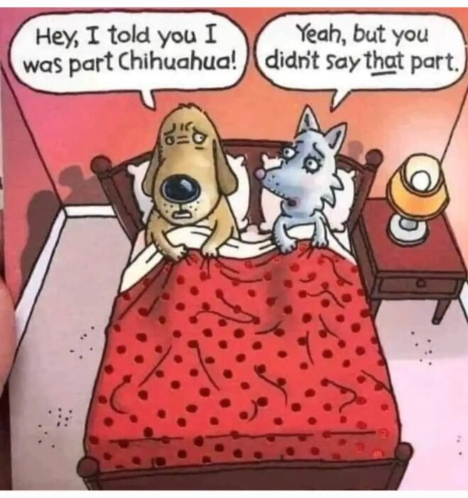 Tecknad bild av två hundar i säng, med pratbubblor där den ena säger den är delvis chihuahua.