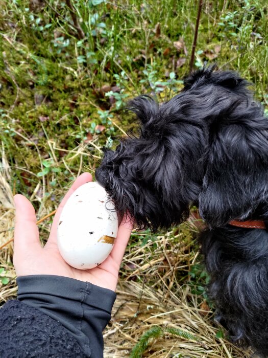 Svart hund nosar på ett stort ägg som hålls i en människas hand utomhus.