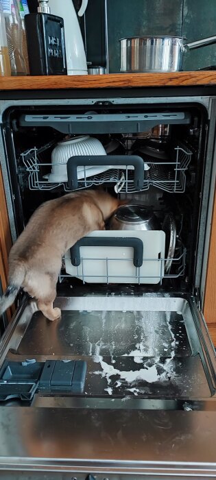 Hund som lutat sig in i en öppen diskmaskin och slickar på tallrikarna.