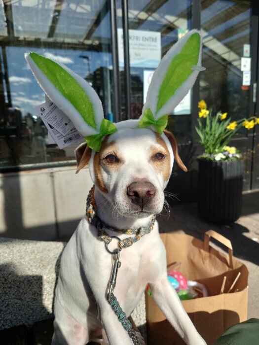 Hund med kaninöron sitter framför en blomsteraffär, bredvid en påse med hundben.