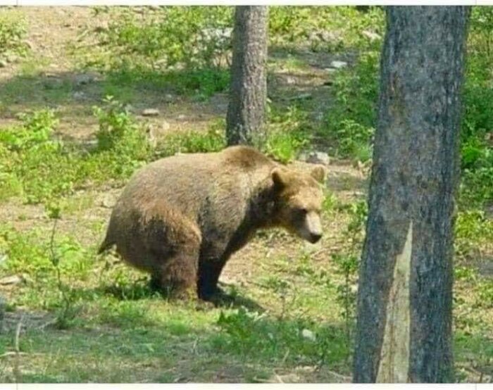 Björn som går i skogen nära ett träd.