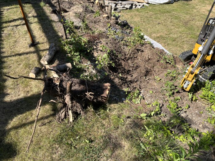 En grävmaskin som arbetar med att avlägsna stora rötter från marken i en trädgård, med avsågade rötter synliga.